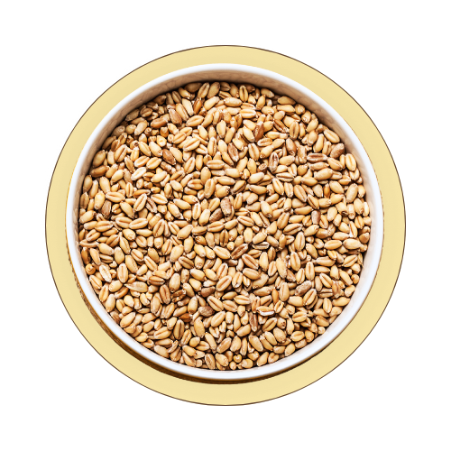 Wheat